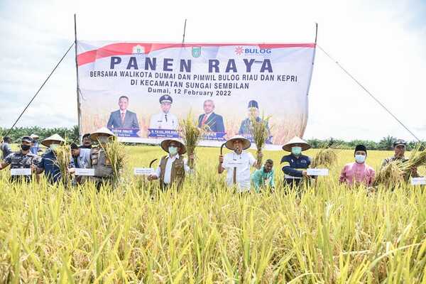 Walikota Dumai, H Paisal, menghadiri Panen Raya Padi Kelompok Tani Tunas Harapan, di Kelurahan Tanjung Penyembal. 